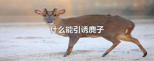 什么能引诱麂子 什么能引诱麂子