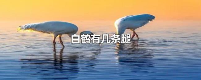 白鹤有几条腿