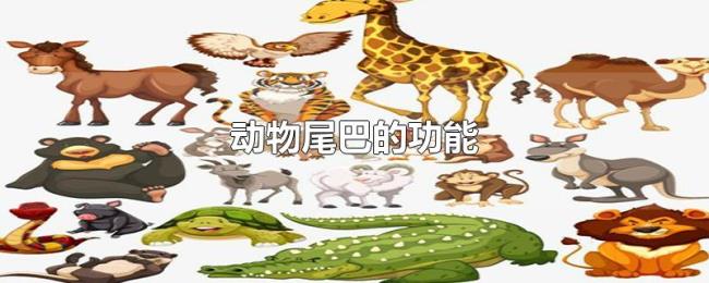 动物尾巴的功能 动物尾巴的功能