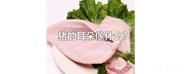 猪的耳朵像什么? 猪的耳朵像什么?