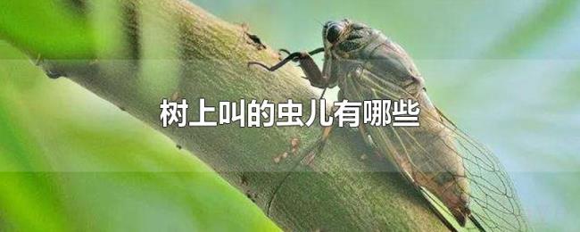 树上叫的虫儿有哪些
