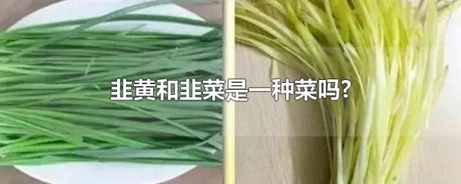 韭黄和韭菜是一种菜吗?