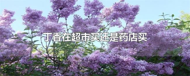 丁香在超市买还是药店买 丁香在超市买还是药店买