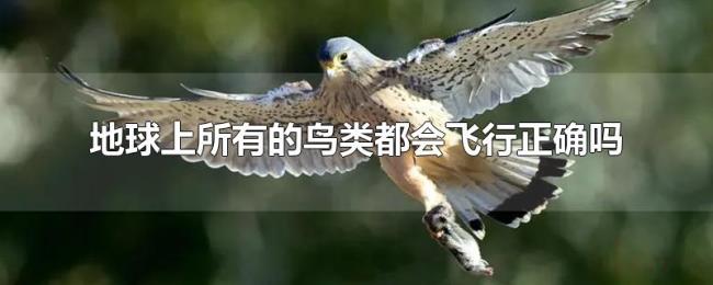 地球上所有的鸟类都会飞行正确吗