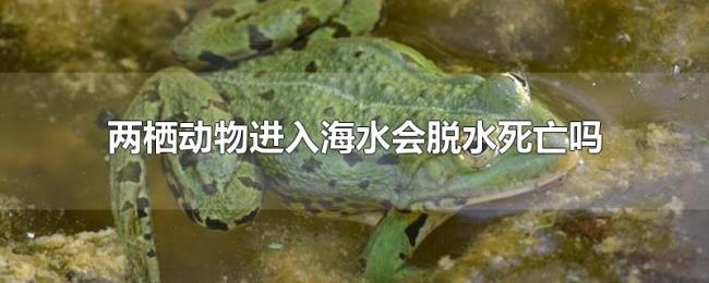 两栖动物进入海水会脱水死亡吗