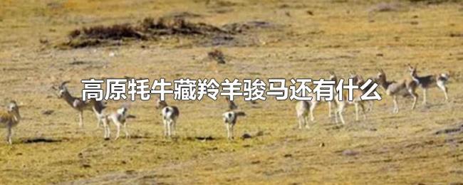 高原牦牛藏羚羊骏马还有什么