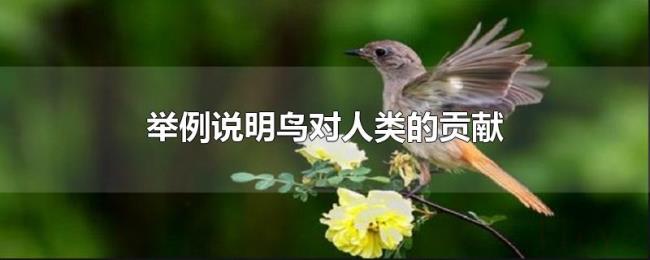 举例说明鸟对人类的贡献