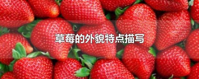 草莓的外貌特点描写