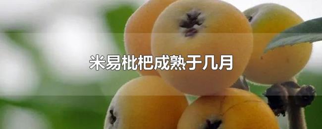 米易枇杷成熟于几月