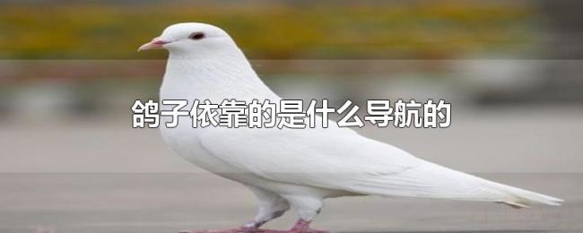 鸽子依靠的是什么导航的