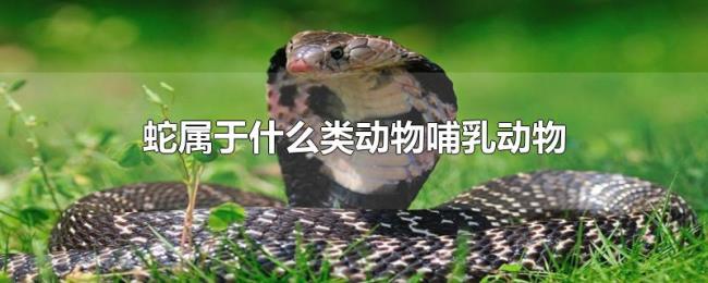 蛇属于什么类动物哺乳动物