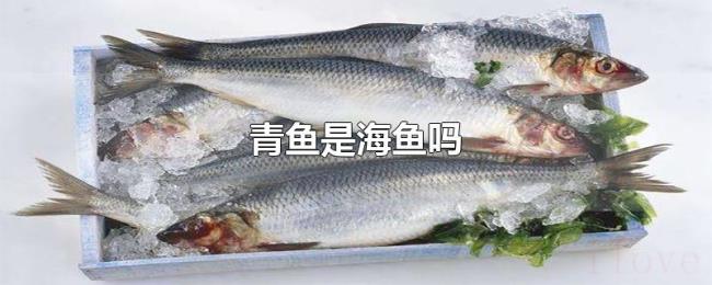 青鱼是海鱼吗