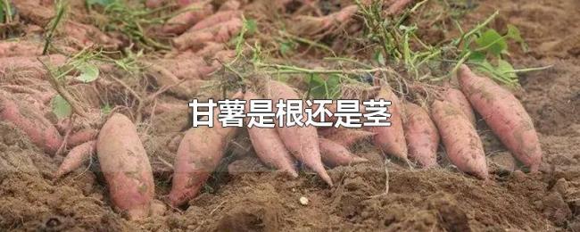 甘薯是根还是茎