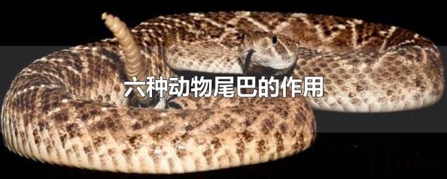六种动物尾巴的作用