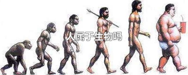 人属于生物吗