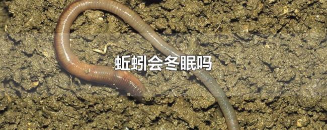 蚯蚓会冬眠吗