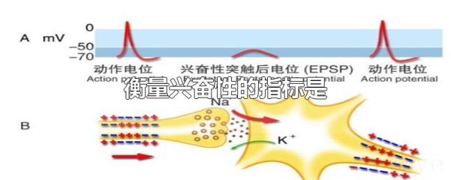 衡量兴奋性的指标是