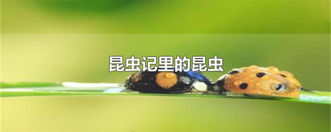 昆虫记里的昆虫