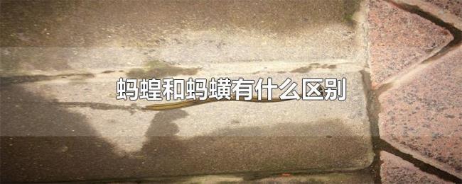 蚂蝗和蚂蟥有什么区别
