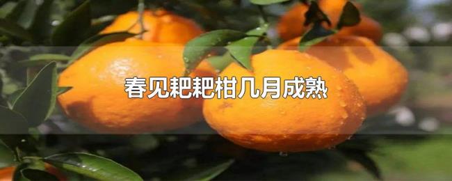 春见耙耙柑几月成熟
