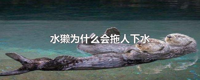 水獭为什么会拖人下水 水獭为什么会拖人下水