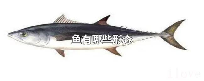 鱼有哪些形态 鱼有哪些形态