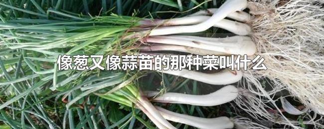 像葱又像蒜苗的那种菜叫什么 像葱又像蒜苗的那种菜叫什么