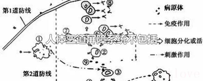 人体三道屏障系统不包括