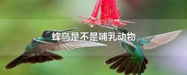 蜂鸟是不是哺乳动物 蜂鸟是不是哺乳动物