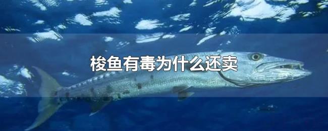 梭鱼有毒为什么还卖