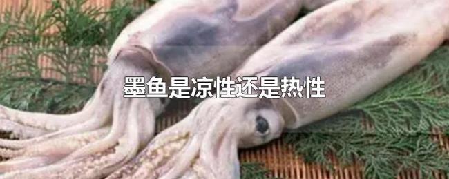 墨鱼是凉性还是热性