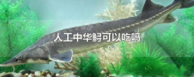 人工中华鲟可以吃吗 人工中华鲟可以吃吗