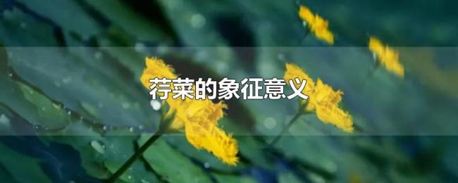 荇菜的象征意义