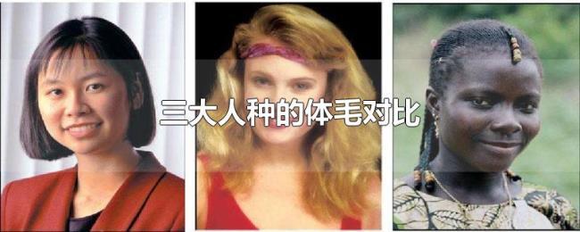 三大人种的体毛对比