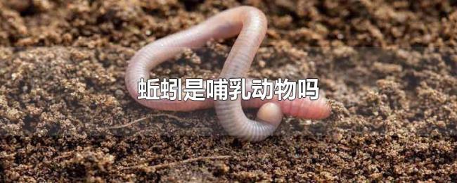 蚯蚓是哺乳动物吗