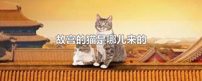 故宫的猫是哪儿来的 故宫的猫是哪儿来的