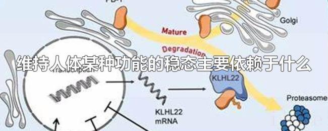维持人体某种功能的稳态主要依赖于什么 维持人体某种功能的稳态主要依赖于什么