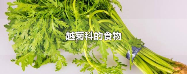 越菊科的食物