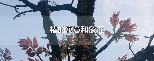椿的寓意和象征