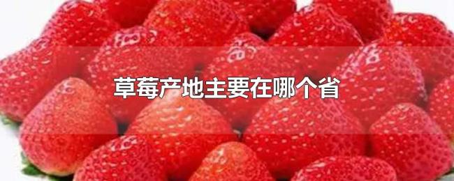 草莓产地主要在哪个省 草莓产地主要在哪个省