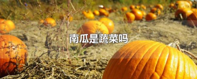 南瓜是蔬菜吗 南瓜是蔬菜吗