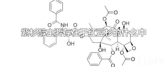 紫杉醇主要存在于红豆杉的什么中 紫杉醇主要存在于红豆杉的什么中