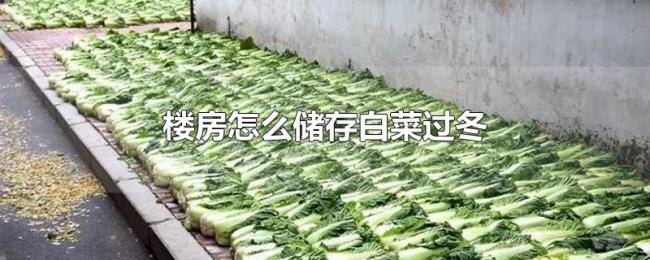 楼房怎么储存白菜过冬 楼房怎么储存白菜过冬