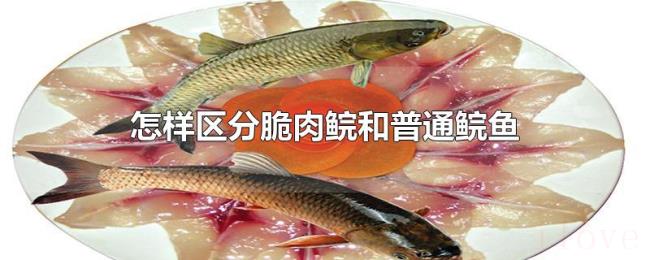 怎样区分脆肉鲩和普通鲩鱼 怎样区分脆肉鲩和普通鲩鱼