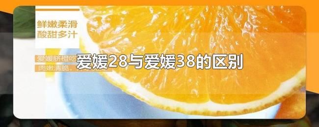 爱媛28与爱媛38的区别 爱媛28与爱媛38的区别