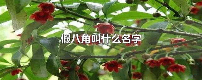 假八角叫什么名字 假八角叫什么名字