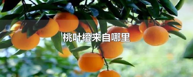桃叶橙来自哪里 桃叶橙来自哪里