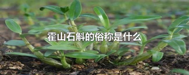 霍山石斛的俗称是什么