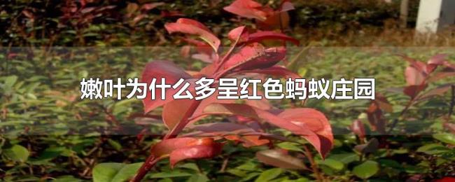 嫩叶为什么多呈红色蚂蚁庄园