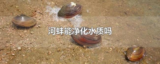 河蚌能净化水质吗